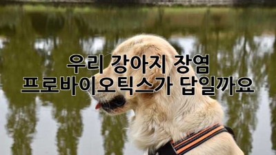 우리 강아지 장염, 프로바이오틱스가 답일까요?